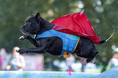 Caniplouf dog diving saut staffy 2026 