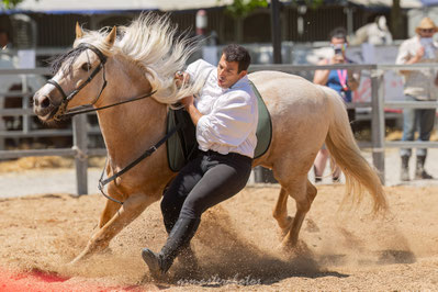 Spectacle equin demo animations fete du cheval