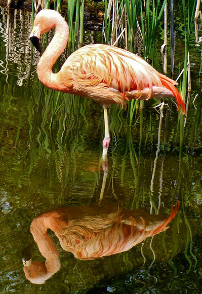 Greater flamingo / Photo de Crystal Jones