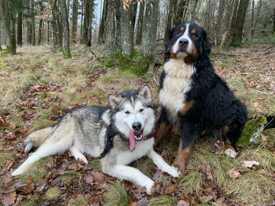 berner-vom-geildorfer-bachs Webseite!
