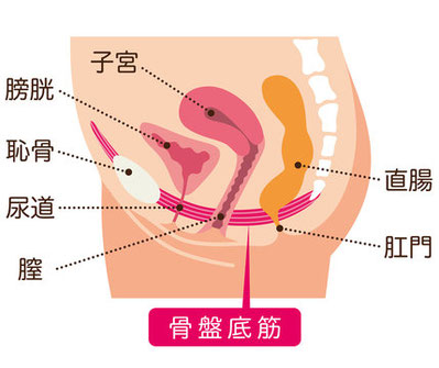 骨盤底筋