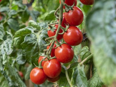Abb. 3: Tomate „Philamina“. Foto: Bingenheimer Saatgut AG