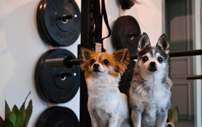 timber ruby lb personal training aachen studio