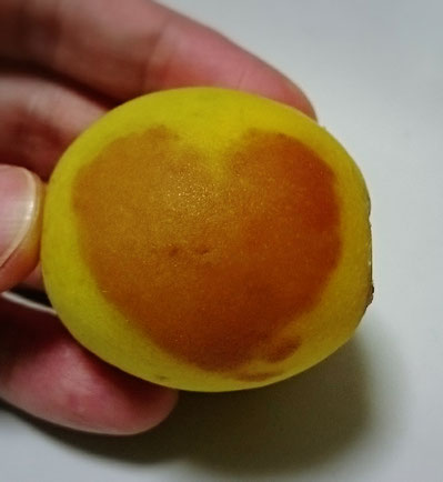 梅の傷んだところがハート型でした