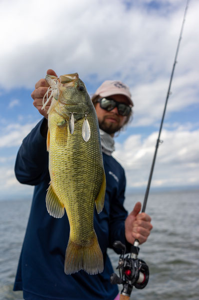 Largemouth Bass Megabass Spinnerbait Naivasha