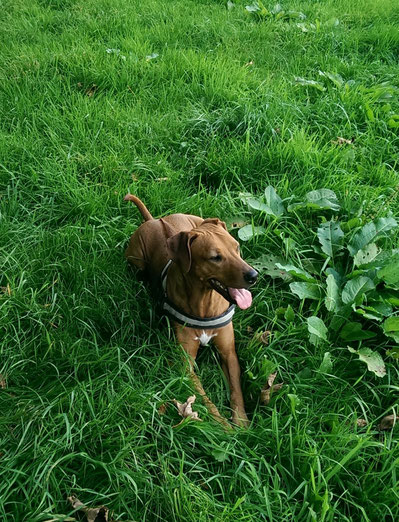 Amira, Rhodesian Ridgeback