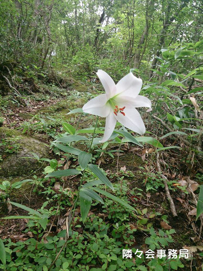 ∞　自生の笹百合のお花も咲いています