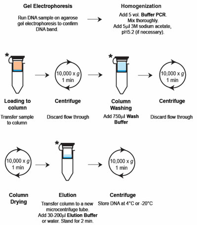 Extraction of DNA from PCR Product, Isolierung DNA