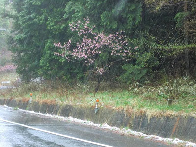 2013年の4月７日、四国久万高原での桜と雪。気温は1℃だった。