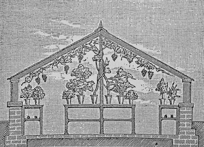 Invernadero inglés para el cultivo de vides en contenedores. - Foex G. (1891) Cours Complet de Viticulture