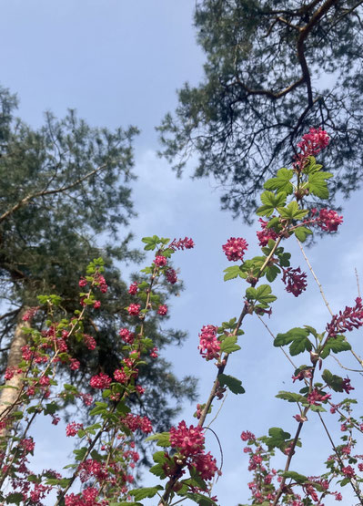 Rosa blühender Strauch mit Blick in Himmel und Kiefern