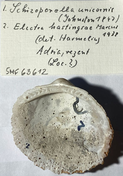 Senckenberg, Bryozoa, Bryozoen, Moostierchen, Sammlung Voigt