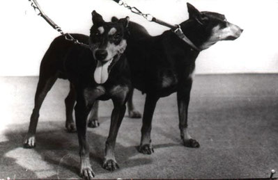 links: Marlo von der Birkenheide; rechts: Uschi von der Sidonienhöhe