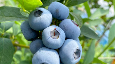 当園ラインナップ - Fufula BERRY GARDEN