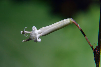 カニコウモリの花