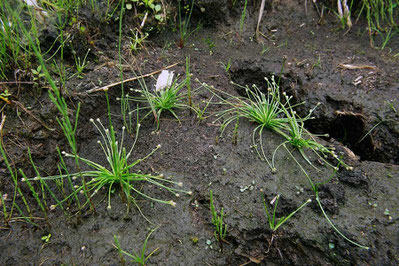 ノソリホシクサ (野反星草)　唯一「野反」を名に冠する植物