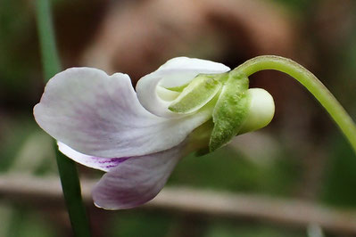 不明のスミレの花の側面　　葉の裏はうっすらと紫色帯びていた