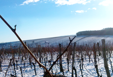 Weingut Wolf Raiding