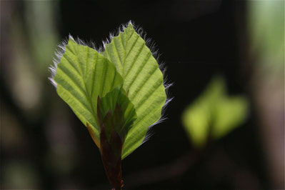 Fagus sylvatica