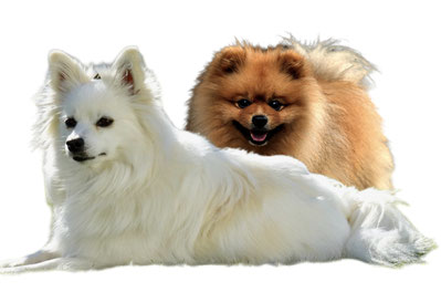 Kleinspitz Zwergspitz Unterschied dasselbe das selbe Deutscher Spitz Rassen Pomeranian Typ Bärchen 