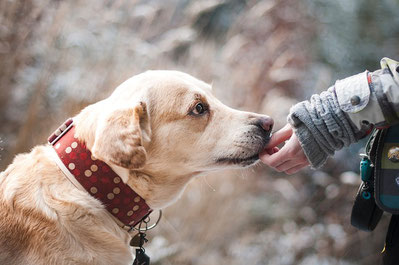 aliments light chien