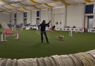 In einer großen, hellen Halle mit grünem Kunstrasen steht eine Person, die einen Arm nach oben gestreckt hat. Vor der Person läuft ein kleiner Hund einen Agility-Parcour, der aus verschiedenen Elementen wie Hürden und Tunnel besteht.