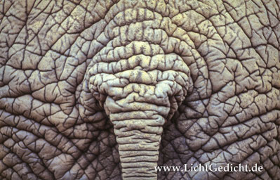 Afrikanischer Elefant (Loxodonta africana africana) von hinten, Nikon F 100, Nikkor 2.8/80-200mm, Kodak Elite Chrome 100 Extra Colour