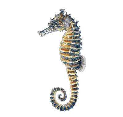 seahorse scientific illustration art watercolour design