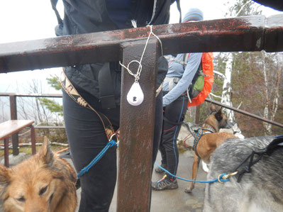 Dogtrekking Dogtrekking Dogtrekking Dogtrekking Elbsandstein-Dogtrekking ESDT Harz-Dogtrekking