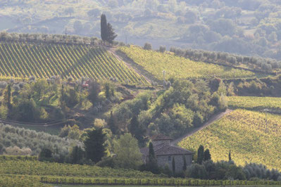 Grüne Weinberge im Chianti