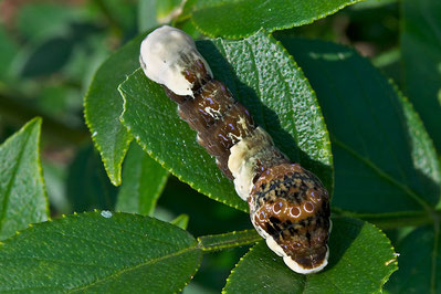 A Giant Swallowtail caterpillar on the leaf of a Gas Plant (Dictamnus albus) 