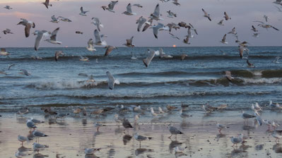 zahlreiche Möwen fliegen am Strand auf der Suche nach Fressen
