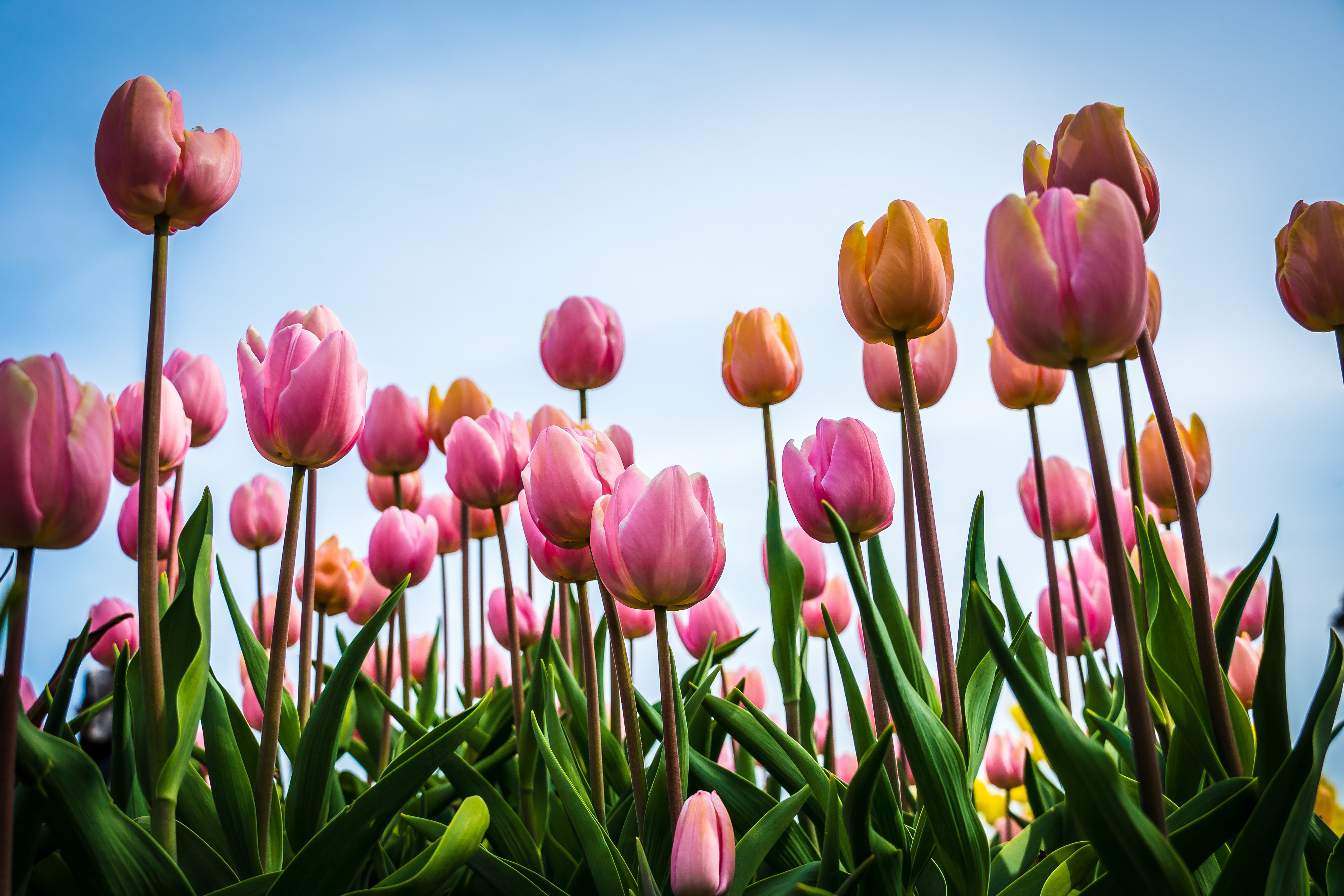 Tulpen zurückschneiden: gehört als Pflicht im Frühjahr ...