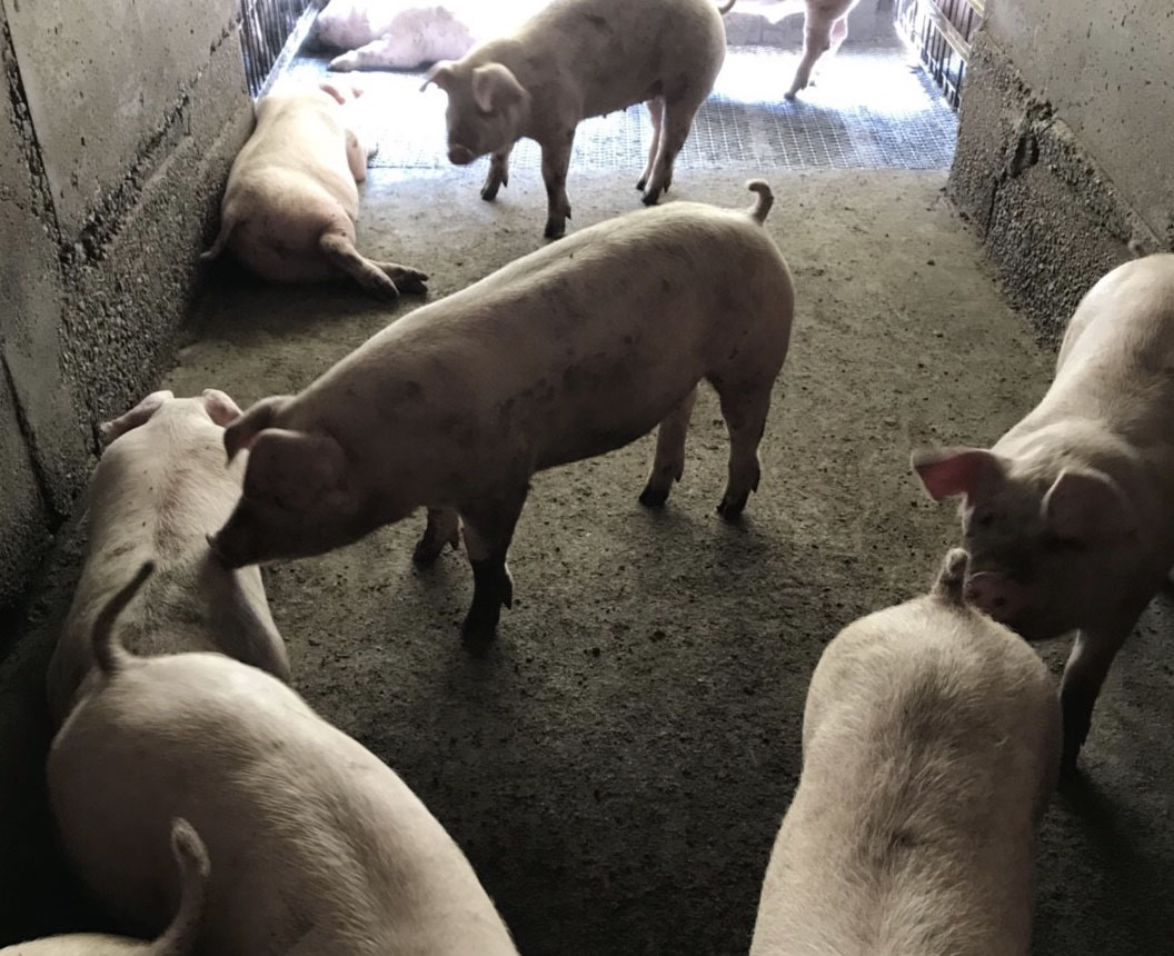 豚って本当に太っているの 産直豚肉販売ヤマグチファーム 公式ホームページ 豚って本当に太っているの 産直豚肉販売ヤマグチファーム 公式ホームページ