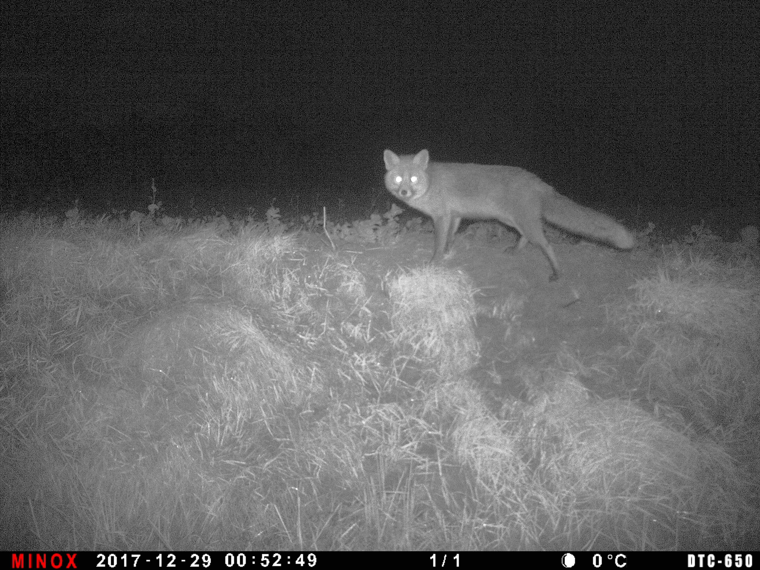 Die Jagd am Luderplatz Jagdblatt