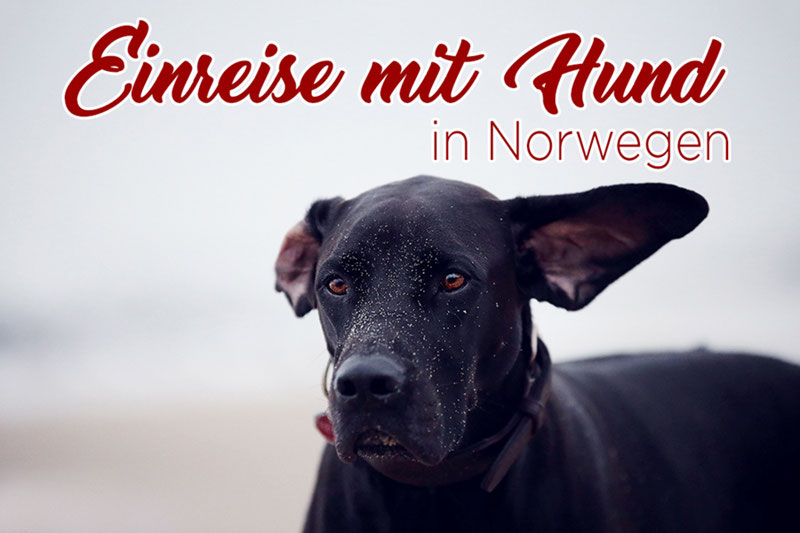 Einreise mit Hund in Norwegen Die Roadies mit dem Wohnmobil reisen!