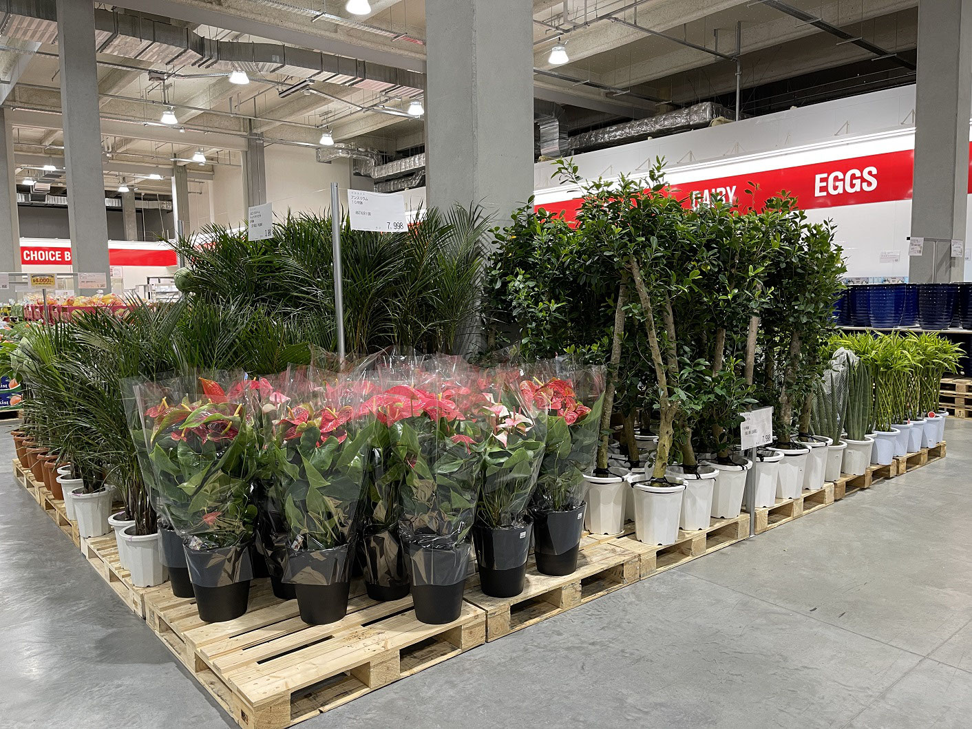 コストコの観葉植物 安いの アマゾンと比べてみた 22 4 2 名古屋の洋風外構 イングリッシュガーデンは柴垣グリーンテック株式会社