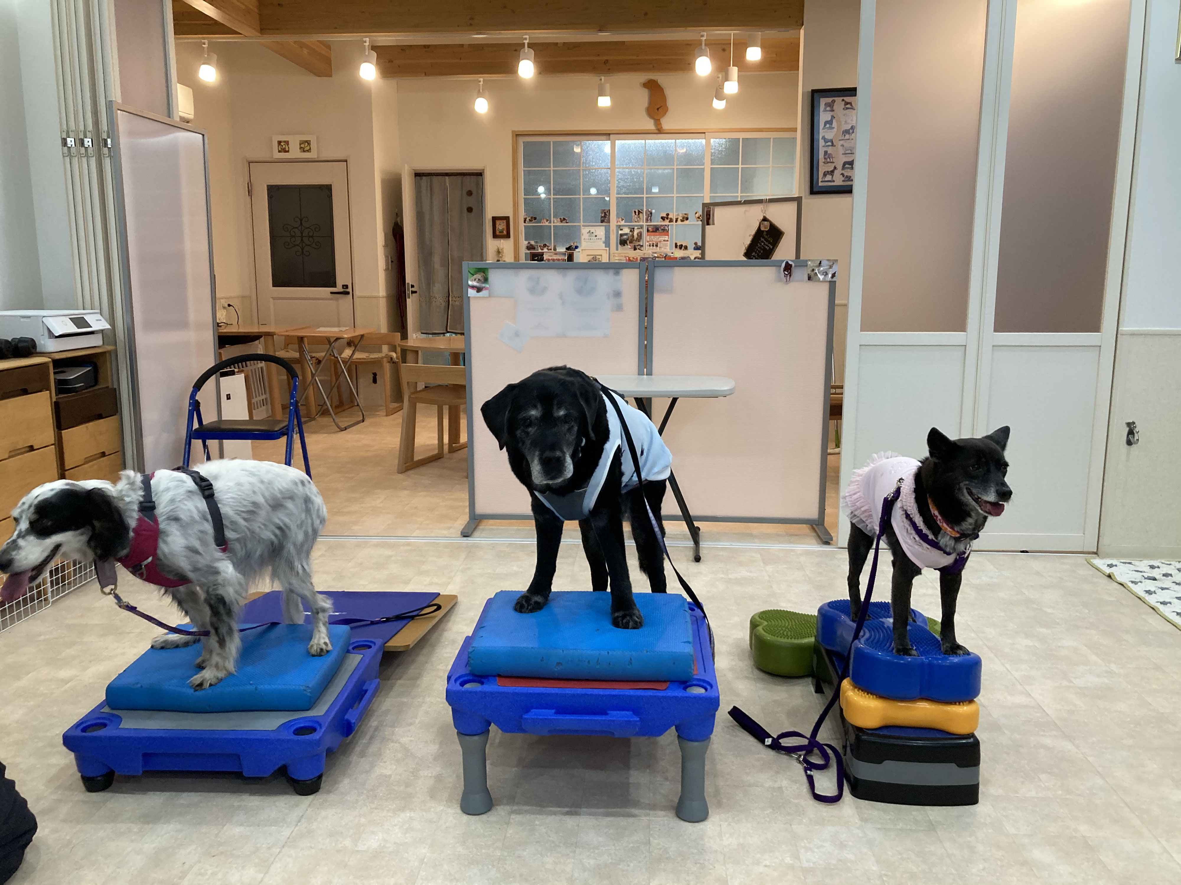 バランスボールフィットネス教室 Pualala プアララ 犬の保育園 犬と鳥と人との暮らしに役立つ講座開催 バランスボールフィットネス教室 Pualala プアララ 犬の保育園 犬と鳥と人との暮らしに役立つ講座開催
