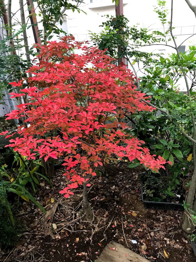 ドウダンツツジの紅葉 - お庭のお手入れ 庭づくり 川崎市の庭や光葉