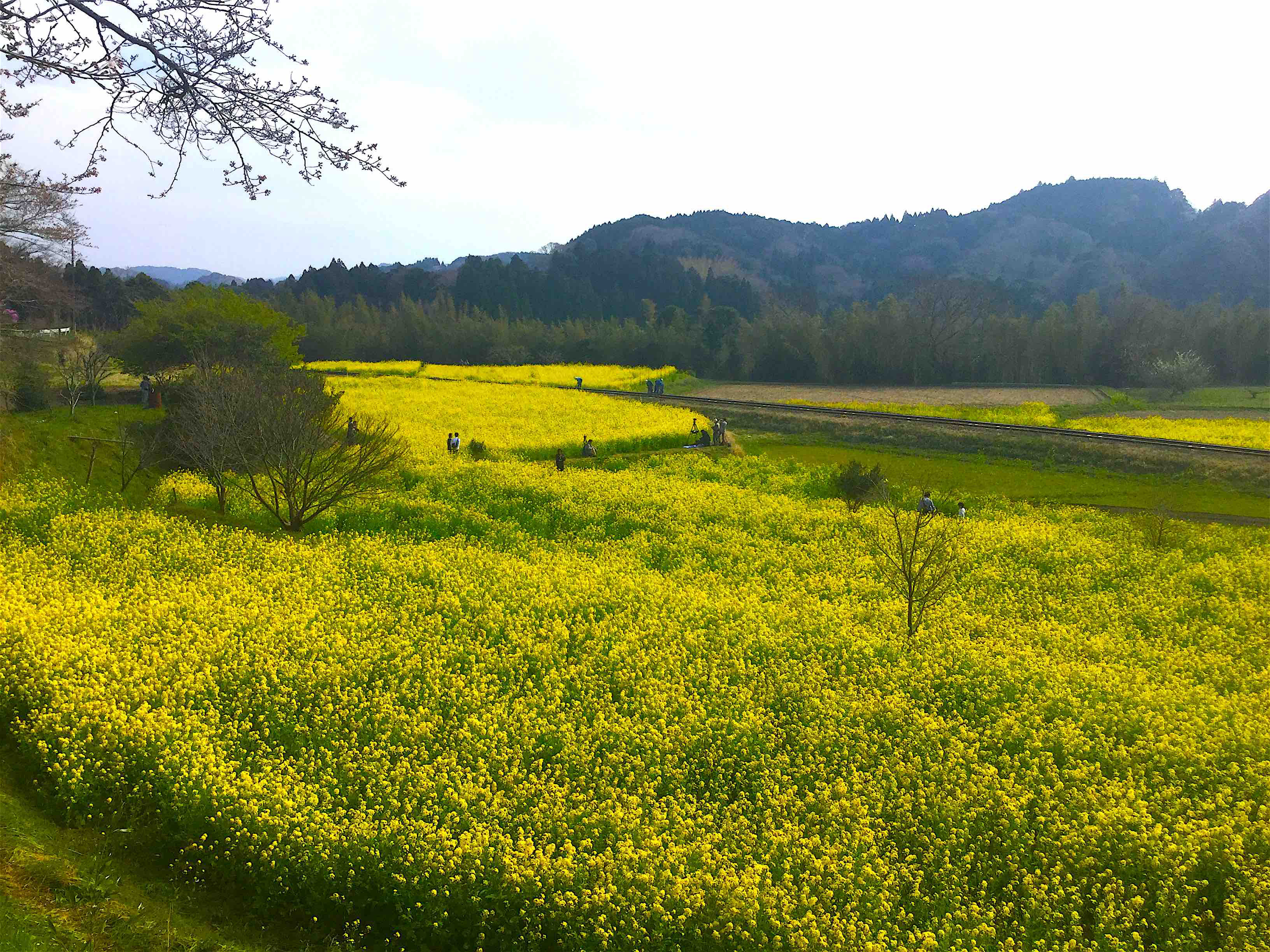 休耕田に菜の花を植える サカイ優佳子の未来につながる食育を