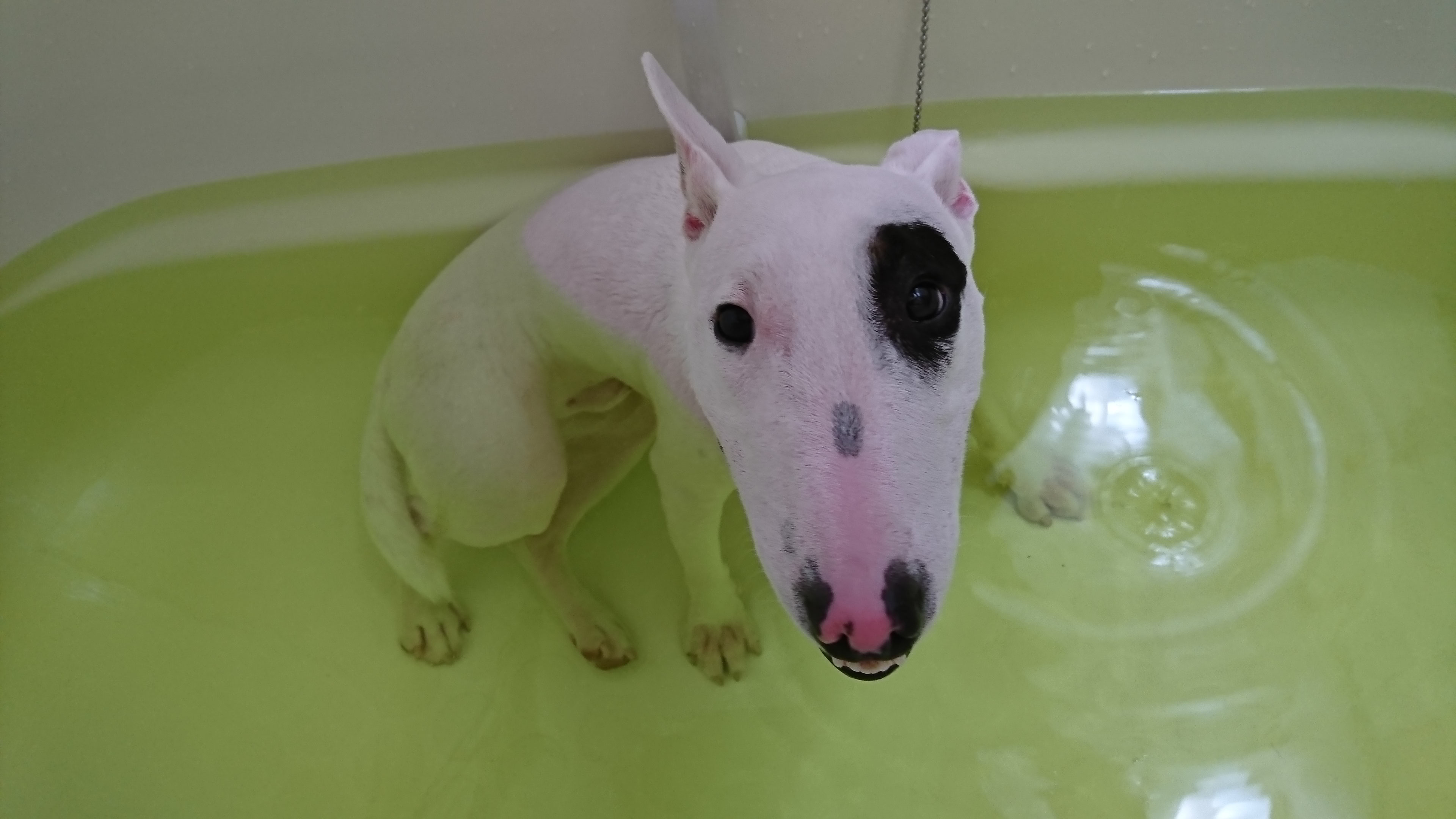 Image result for ç¬ bull terrier å
¥æµ´ãã