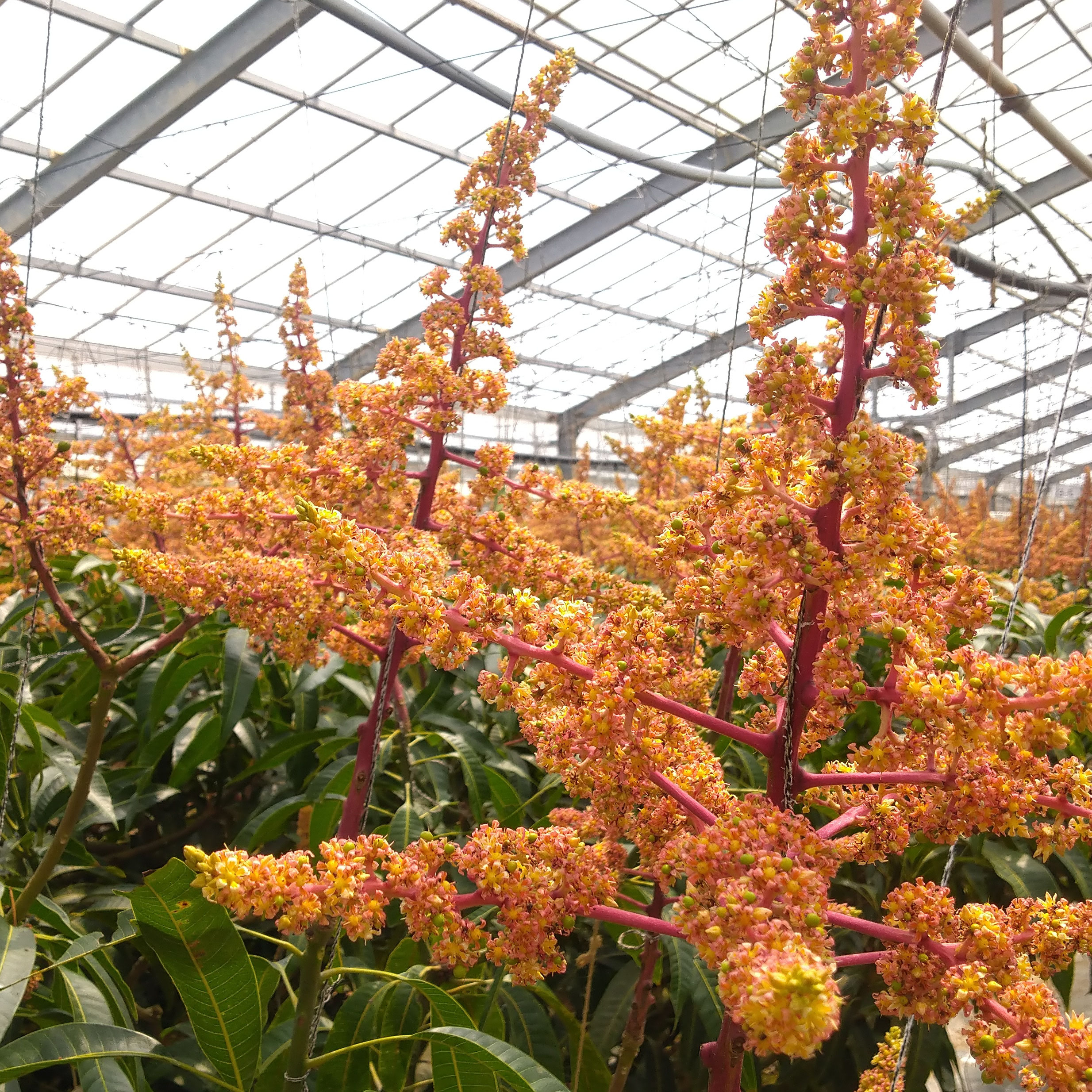 マンゴーの花 開花 沖縄マンゴー農園サンライズファーム