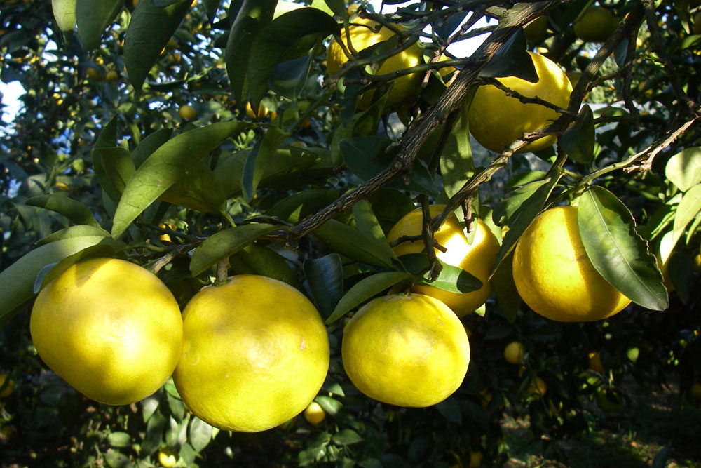 ニューサマーオレンジ 有限会社ジョイファーム小田原