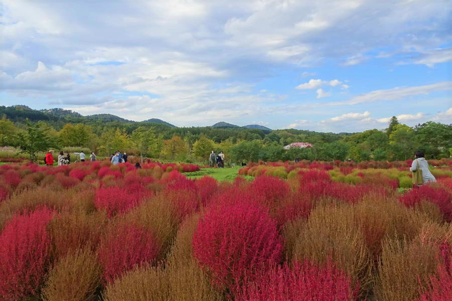 ゆにガーデン 2万株のコキアが紅く染まる庭 北海道観光スポット おおむね観光ちゃんねる 旅行エンタメ情報サイト