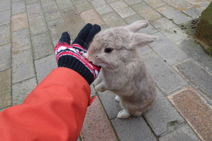 月うさぎの里 ウサギに追われし無料の楽園は加賀市にあり 石川観光スポット おおむね観光ちゃんねる 旅行エンタメ情報サイト