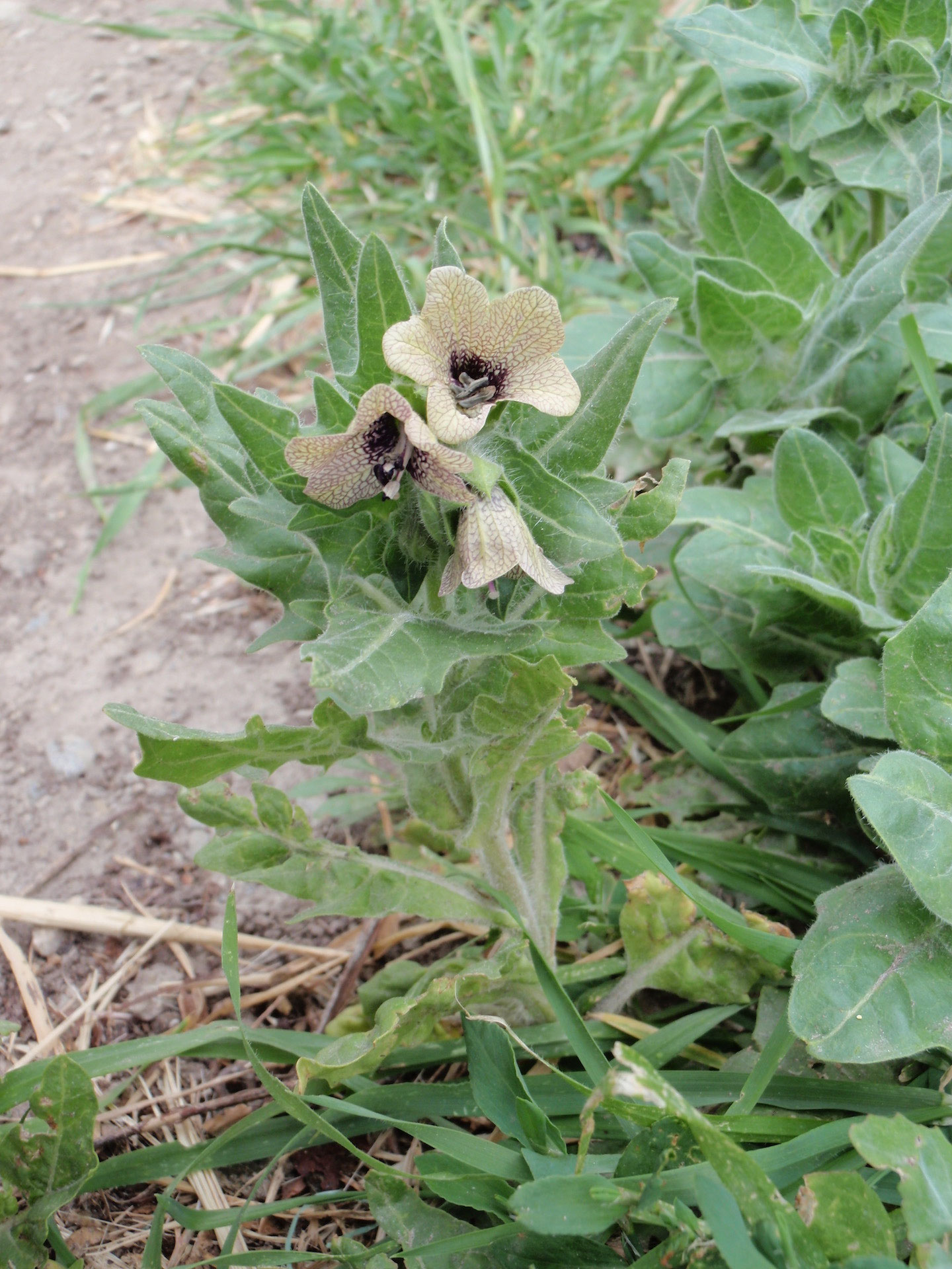 Schweiß Riecht Nach Katzenurin Was Tun www.darienicerink.com