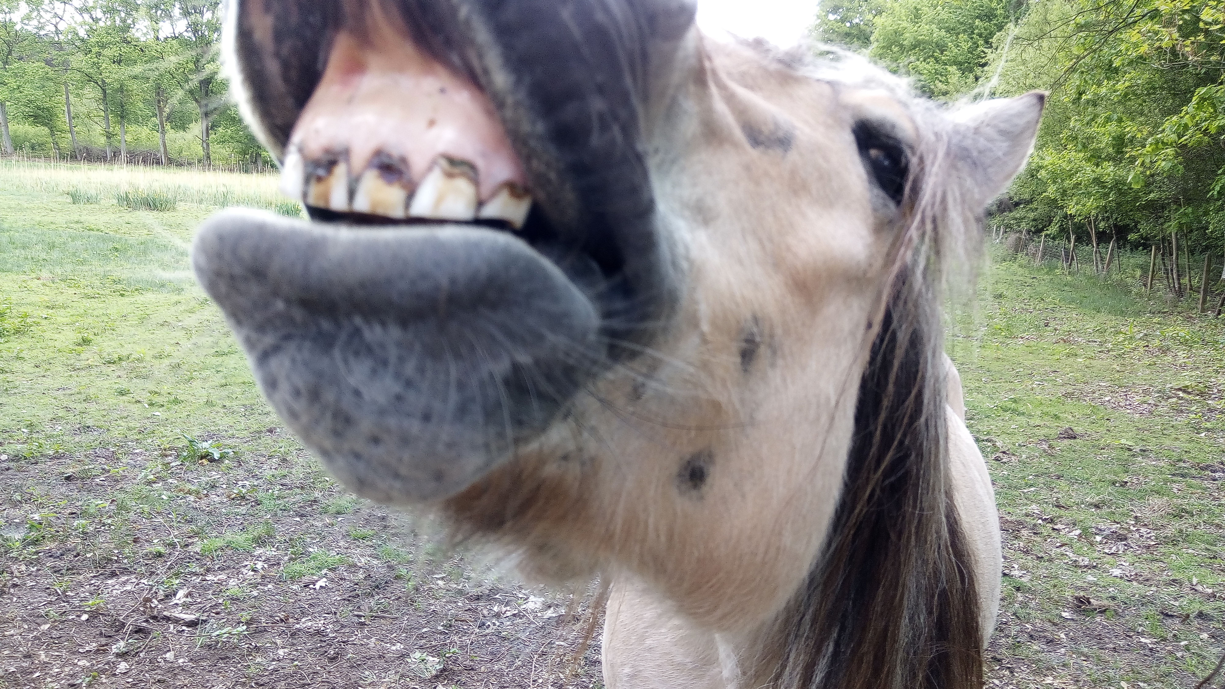 Voorstel ingediend bij Ben Weyts - Vegetarisch koken met de thermomix (TM5) is gezond voor mens ...