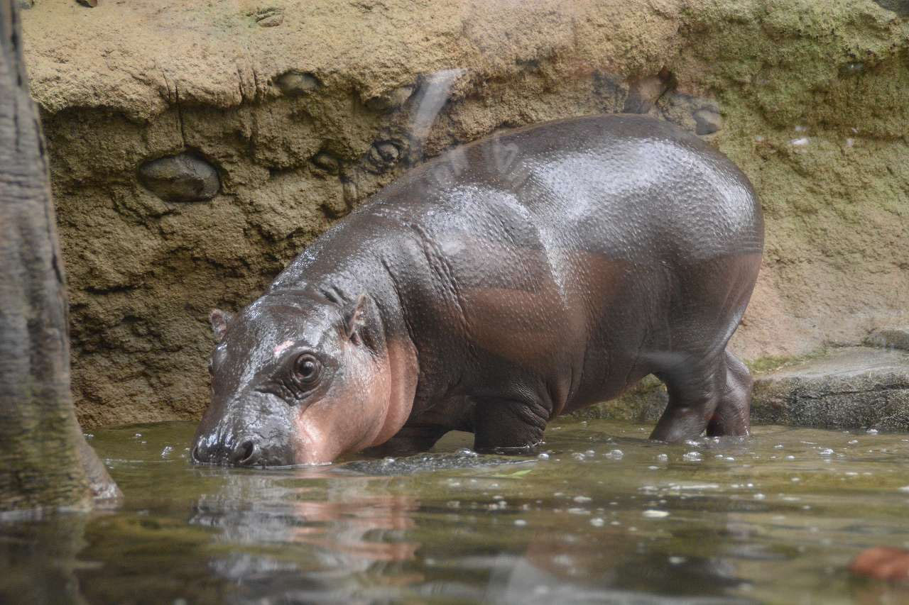 神戸どうぶつ王国 コビトカバ タムタム デビュー Kobe Trip ページ 神戸どうぶつ王国 コビトカバ タムタム デビュー Kobe Trip ページ