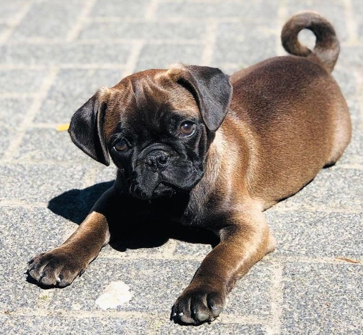 Hingeschaut Die Entwicklung des Welpen... retromops johannisberg