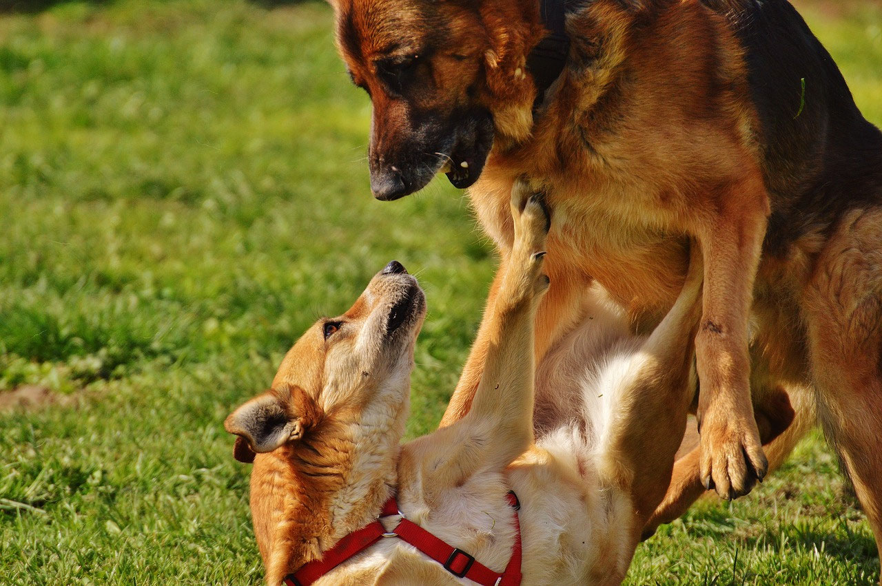 Wie Beeinflusst Die Rasse Das Verhalten Der Husky Hundeschule Simsammlerbim